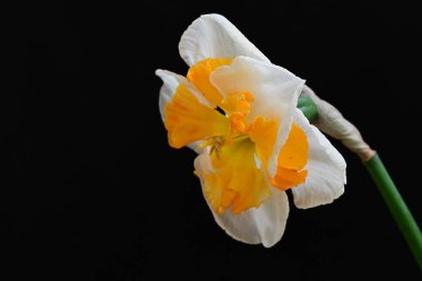 Narcissus ilkbahar çiçeği siyah arkaplanda yakın görünüm 