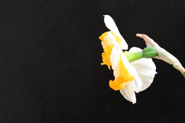 Narcissus ilkbahar çiçeği siyah arkaplanda yakın görünüm 