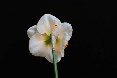 Narcissus ilkbahar çiçeği siyah arkaplanda yakın görünüm 