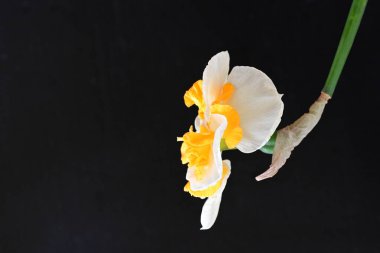 Siyah arka planda güzel beyaz Narcissus çiçeği 