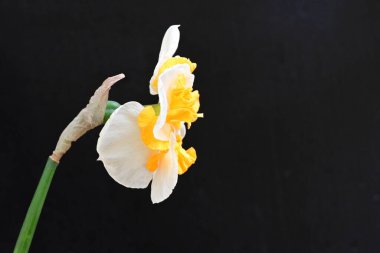 Narcissus ilkbahar çiçeği siyah arkaplanda yakın görünüm 