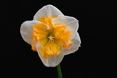 Narcissus ilkbahar çiçeği siyah arkaplanda yakın görünüm 