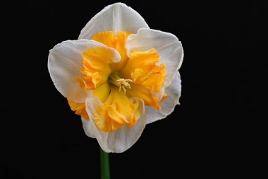 Narcissus ilkbahar çiçeği siyah arkaplanda yakın görünüm 