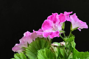 Siyah arka planda güzel pembe çiçekler