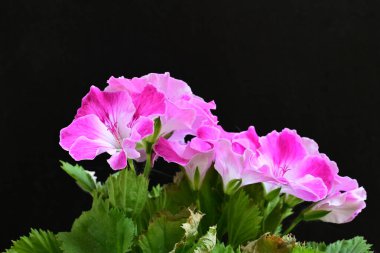 Siyah arka planda güzel pembe çiçekler