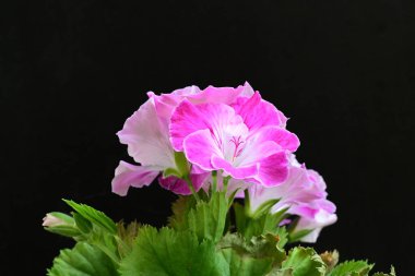 Siyah arka planda güzel pembe çiçekler