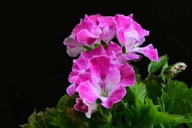 Siyah arka planda güzel pembe çiçekler