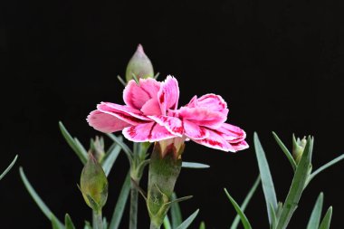 Siyah arka planda güzel pembe çiçekler