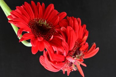 Siyah arkaplanda kırmızı gerbera çiçekleri