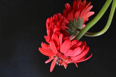 Siyah arkaplanda kırmızı gerbera çiçekleri