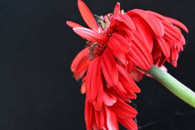 Siyah arkaplanda kırmızı gerbera çiçekleri
