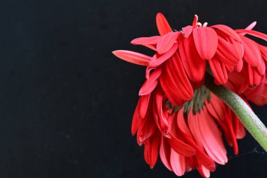 Siyah arkaplanda kırmızı gerbera çiçekleri