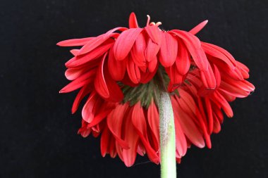Siyah arkaplanda kırmızı gerbera çiçekleri