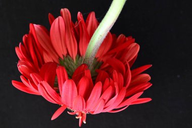 Siyah arkaplanda kırmızı gerbera çiçekleri