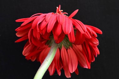 Siyah arkaplanda kırmızı gerbera çiçekleri