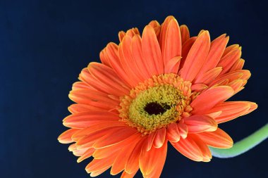 Güzel turuncu Gerbera çiçeği, yaklaş.