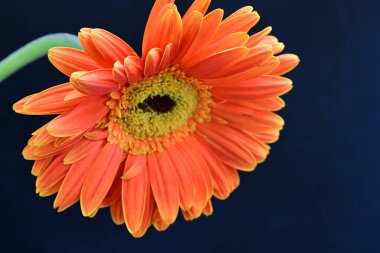 turuncu Gerbera çiçeği siyah arkaplanda
