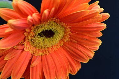 Güzel turuncu Gerbera çiçeği, yaklaş.