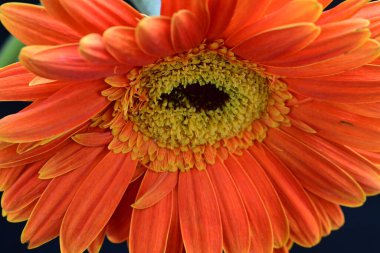 Güzel turuncu Gerbera çiçeği, yaklaş.