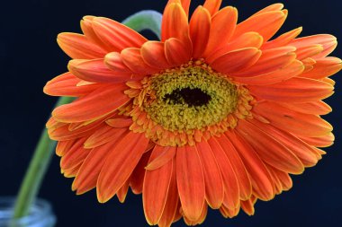 Güzel turuncu Gerbera çiçeği, yaklaş.