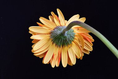 turuncu Gerbera çiçeği siyah arkaplanda