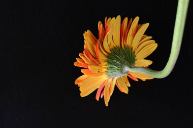 turuncu Gerbera çiçeği siyah arkaplanda
