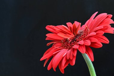 Siyah arkaplanda kırmızı gerbera çiçekleri