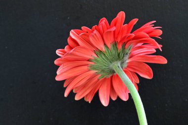 Siyah arkaplanda kırmızı gerbera çiçekleri