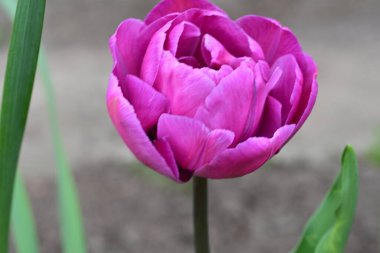 Bahçedeki güzel laleyi kapat. 