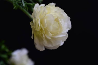 Siyah arka planda güzel beyaz çiçekler