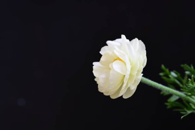 Siyah arka planda güzel beyaz çiçekler