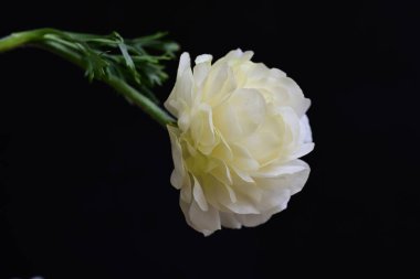 Siyah arka planda güzel beyaz çiçekler