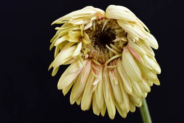 Siyah arka planda açan muhteşem Gerbera çiçeğini kapatın. 