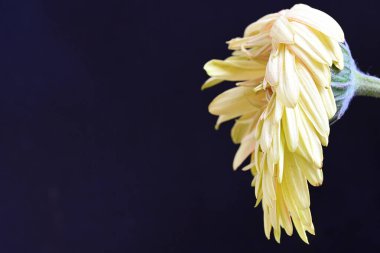 Siyah arka planda açan muhteşem Gerbera çiçeğini kapatın. 