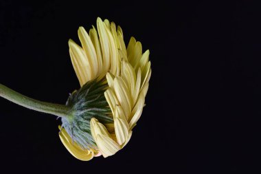 Siyah arka planda açan muhteşem Gerbera çiçeğini kapatın. 