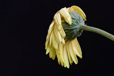 Siyah arka planda açan muhteşem Gerbera çiçeğini kapatın. 