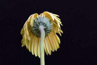 Siyah arka planda açan muhteşem Gerbera çiçeğini kapatın. 