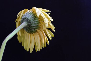 Siyah arka planda açan muhteşem Gerbera çiçeğini kapatın. 