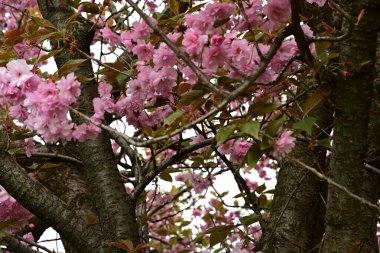 Bahçede büyüyen pembe çiçekli güzel bir ağaç.