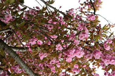 Bahçede büyüyen pembe çiçekli güzel bir ağaç.