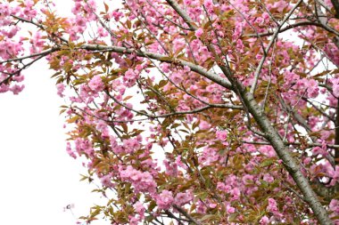 Bahçede büyüyen pembe çiçekli güzel bir ağaç.