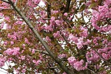 Bahçede büyüyen pembe çiçekli güzel bir ağaç.