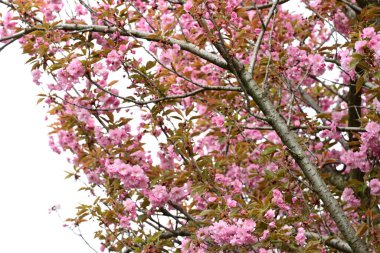 Bahçede büyüyen pembe çiçekli güzel bir ağaç.