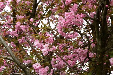 Bahçede büyüyen pembe çiçekli güzel bir ağaç.