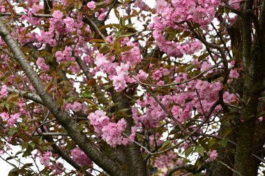 Bahçede büyüyen pembe çiçekli güzel bir ağaç.