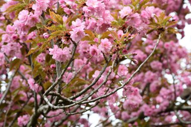 Bahçede büyüyen pembe çiçekli güzel bir ağaç.