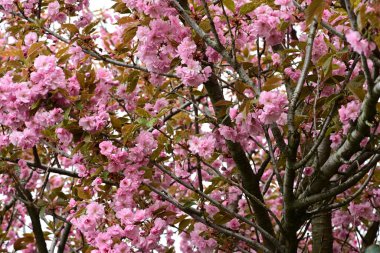 Bahçede büyüyen pembe çiçekli güzel bir ağaç.