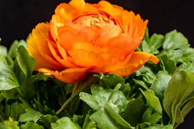 Yakın - yaz bahçesinde parlak turuncu çiçek