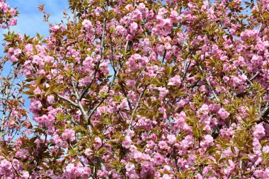 Bahçede büyüyen pembe çiçekli güzel bir ağaç.