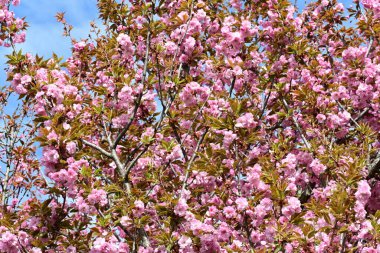 Bahçede büyüyen pembe çiçekli güzel bir ağaç.